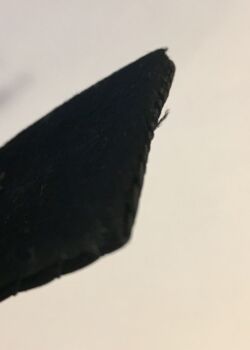 U.S. Maritime Service. Officer Trainee. Detail.