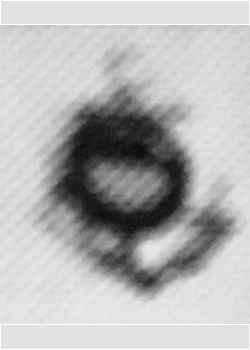 USMS trainee, type 2.