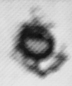 USMS trainee, type 2.